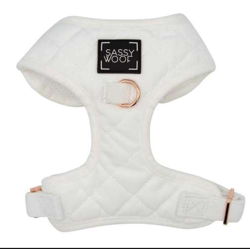 Hundeauslaufgebiet-Pfoetchen Wunder-Bild