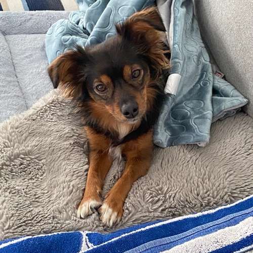 Hundeauslaufgebiet-Medivet TA Praxis-Bild