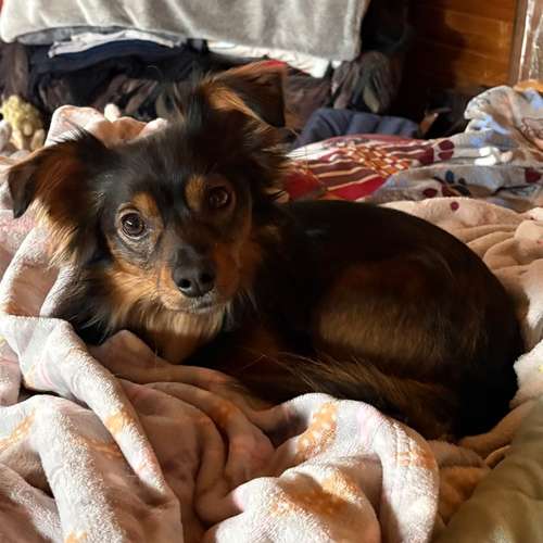 Hundeauslaufgebiet-Medivet TA Praxis-Bild