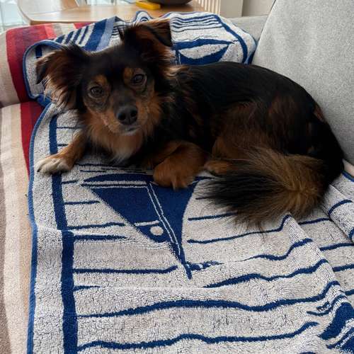 Hundeauslaufgebiet-Tierarztpraxis am Waldbach-Bild