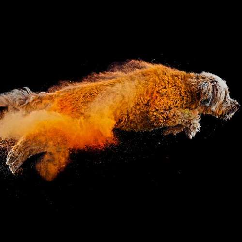 Hundeauslaufgebiet-Lightpaws Pictures-Bild