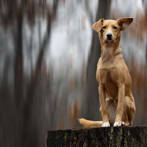 Hundeauslaufgebiet-Lightpaws Pictures-Bild