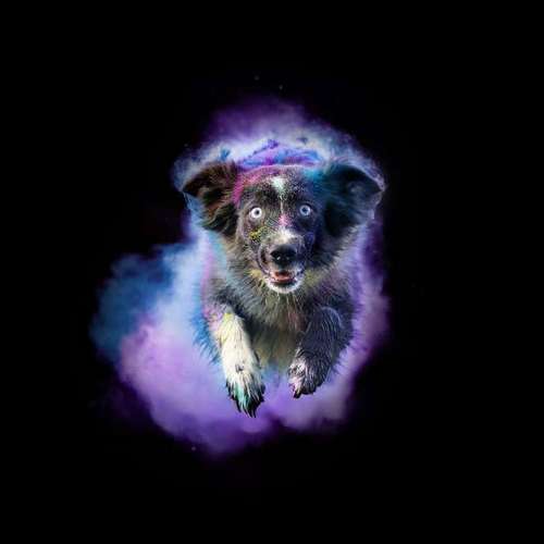 Hundeauslaufgebiet-Lightpaws Pictures-Bild