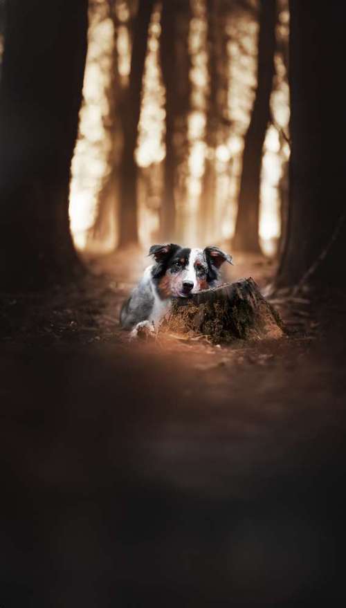 Hundeauslaufgebiet-Lightpaws Pictures-Bild