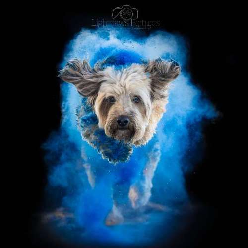 Hundeauslaufgebiet-Lightpaws Pictures-Bild