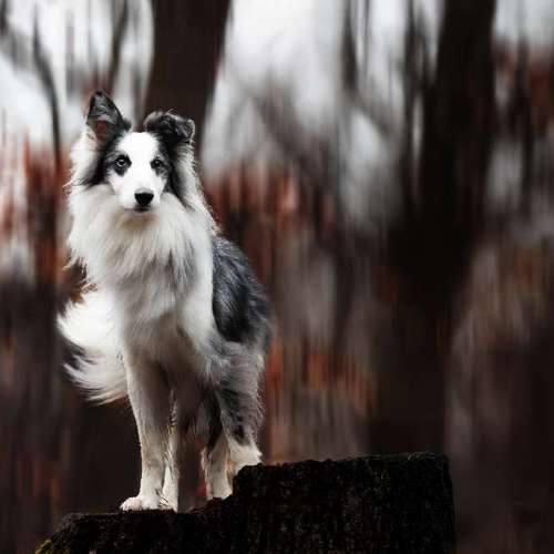 Hundeauslaufgebiet-Lightpaws Pictures-Bild