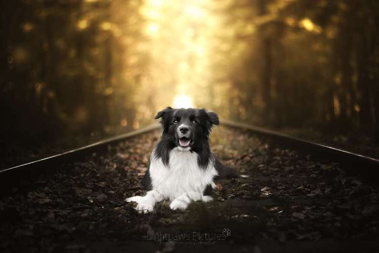 Hundeauslaufgebiet-Lightpaws Pictures-Bild