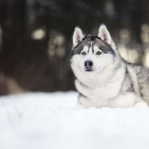 Hundeauslaufgebiet-Lightpaws Pictures-Bild