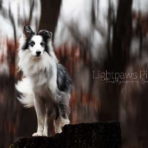 Hundeauslaufgebiet-Lightpaws Pictures-Bild