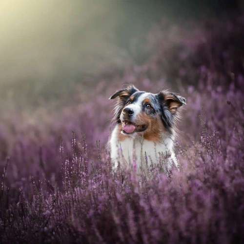 Hundeauslaufgebiet-Lightpaws Pictures-Bild