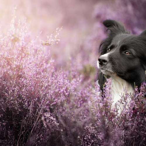 Hundeauslaufgebiet-Lightpaws Pictures-Bild