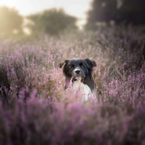 Hundeauslaufgebiet-Lightpaws Pictures-Bild