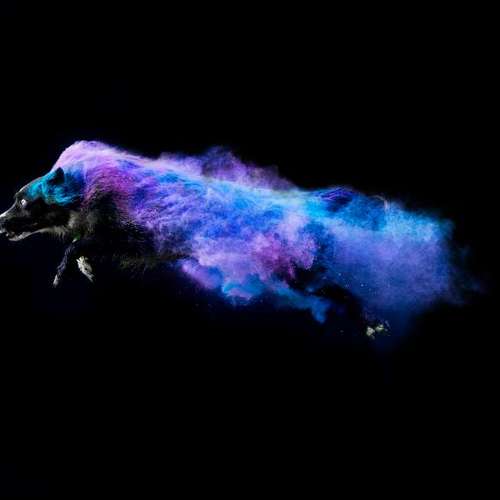 Hundeauslaufgebiet-Lightpaws Pictures-Bild