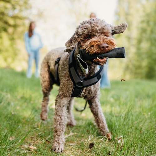 Hundeauslaufgebiet-Die Funkenhunde-Bild