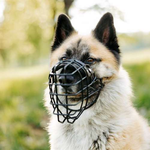 Hundeauslaufgebiet-Die Funkenhunde-Bild