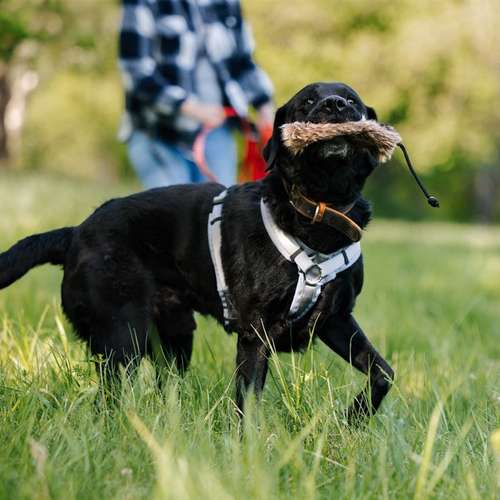 Hundeauslaufgebiet-Die Funkenhunde-Bild