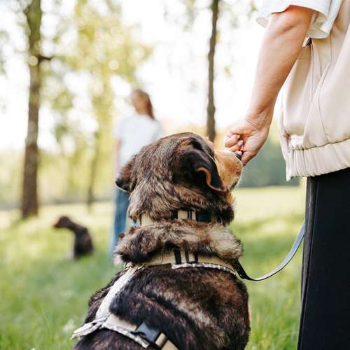 Hundeauslaufgebiet-Die Funkenhunde-Bild