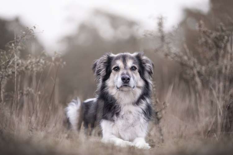 Hundeauslaufgebiet-Tierfotografie in Bad Kissingen und Umgebung-Bild