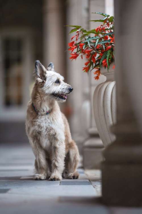 Hundeauslaufgebiet-Tierfotografie in Bad Kissingen und Umgebung-Bild