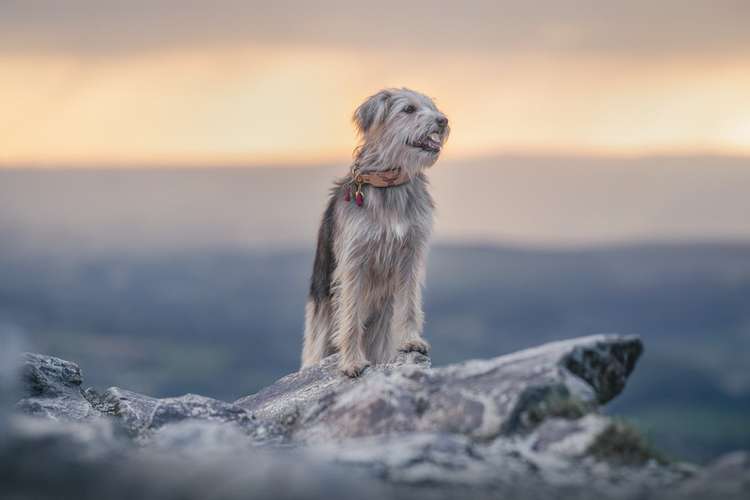 Hundeauslaufgebiet-Tierfotografie in Bad Kissingen und Umgebung-Bild
