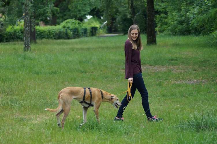 Hundeauslaufgebiet-Canine Training | Bianca Materne-Bild