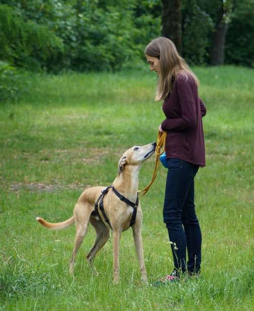 Hundeauslaufgebiet-Canine Training | Bianca Materne-Bild