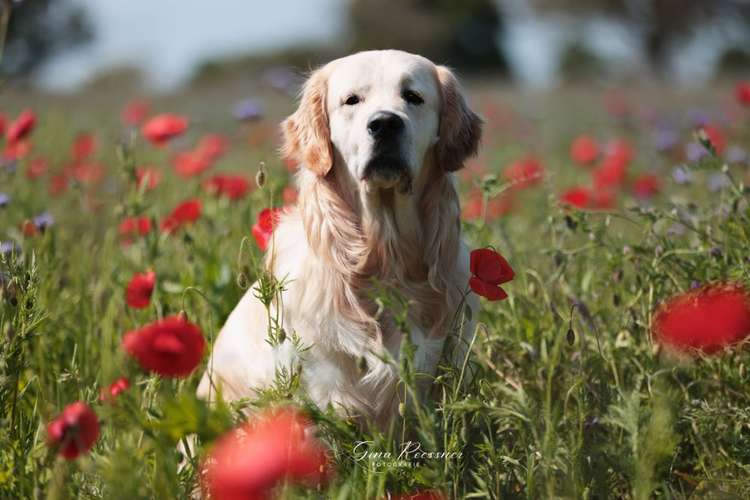 Hundeauslaufgebiet-Ginaroessner.Fotografie-Bild