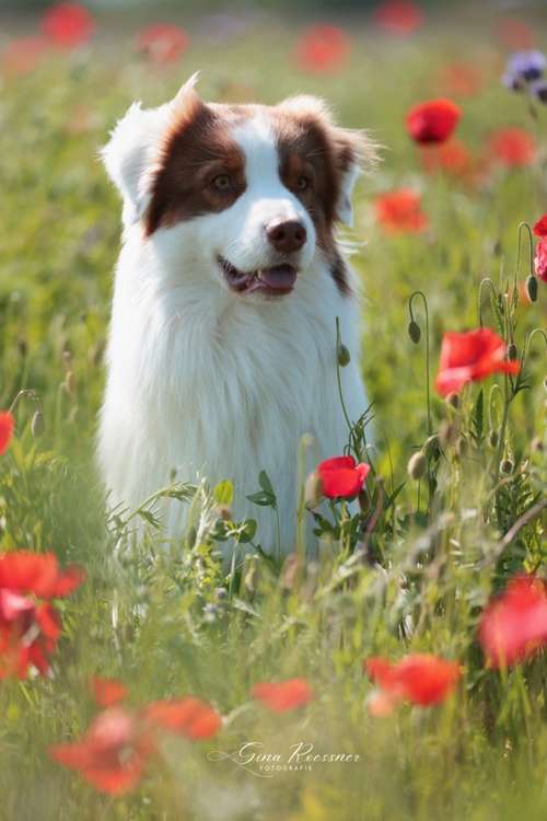 Hundeauslaufgebiet-Ginaroessner.Fotografie-Bild