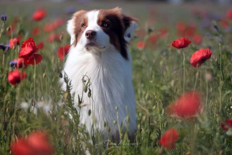 Hundeauslaufgebiet-Ginaroessner.Fotografie-Bild