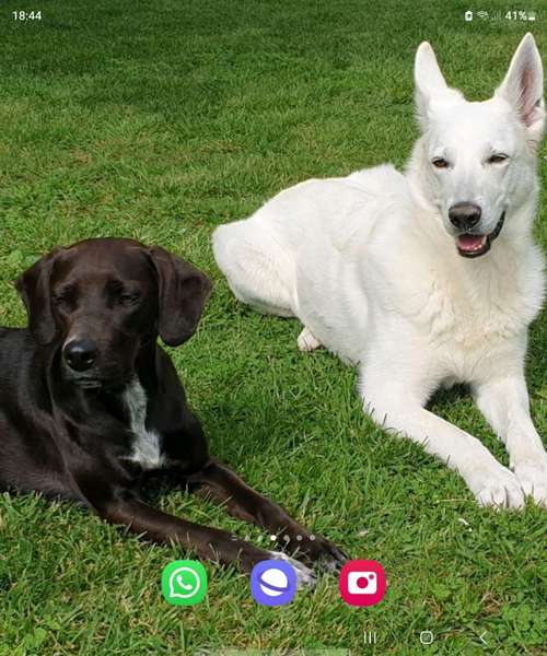 Hundeauslaufgebiet-Rita Hasselkuss-Bild