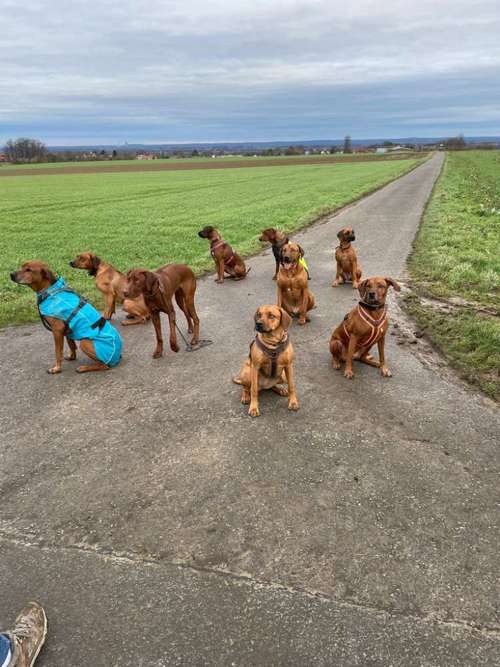 Hundeauslaufgebiet-Mobile-Hundeerziehung-Bild