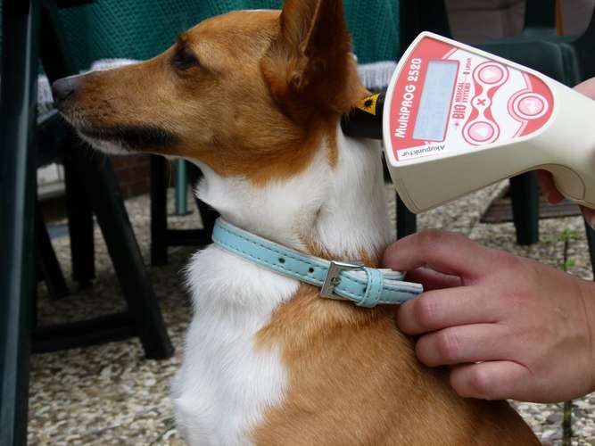 Hundeauslaufgebiet-Tierakupunktur & -physiotherapie Katja Over-Bild