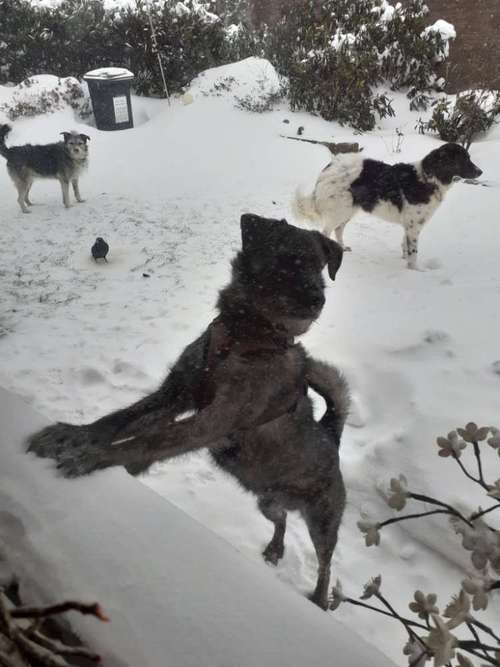 Hundeauslaufgebiet-Hundeschule RelativHund-Bild