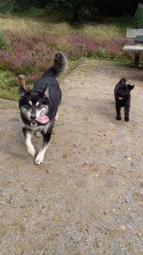 Hundeauslaufgebiet-Hundeschule RelativHund-Bild