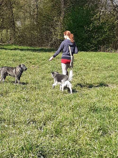Hundeauslaufgebiet-Hundeschule RelativHund-Bild