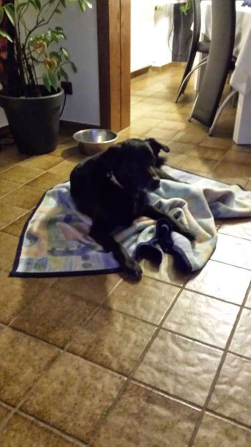 Hundeauslaufgebiet-Hundeschule RelativHund-Bild