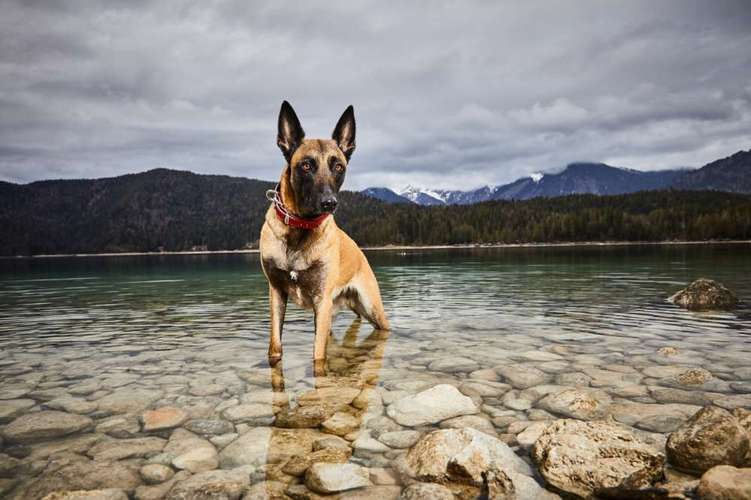 Hundeauslaufgebiet-Www.rellphoto.com-Bild