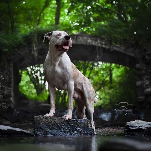 Hundeauslaufgebiet-Angelina Photography Art-Bild
