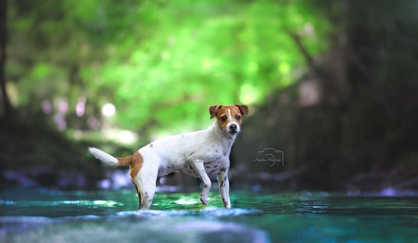 Hundeauslaufgebiet-Angelina Photography Art-Bild