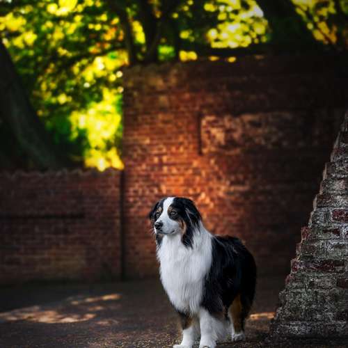 Hundeauslaufgebiet-Angelina Photography Art-Bild