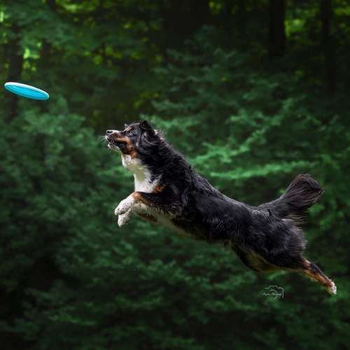 Hundeauslaufgebiet-Angelina Photography Art-Bild