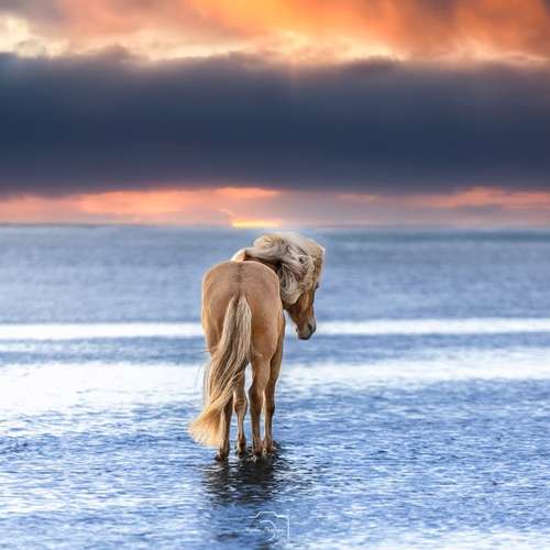 Hundeauslaufgebiet-Angelina Photography Art-Bild