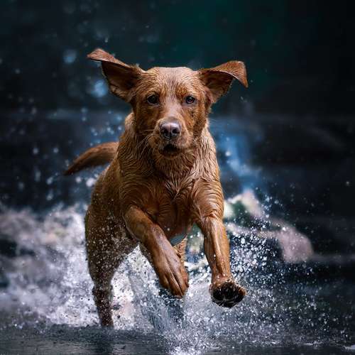 Hundeauslaufgebiet-Angelina Photography Art-Bild