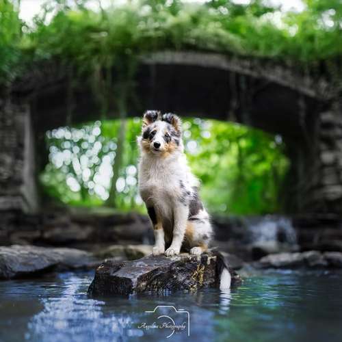 Hundeauslaufgebiet-Angelina Photography Art-Bild