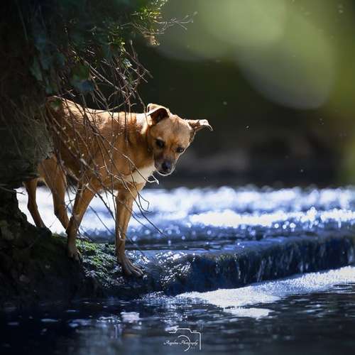 Hundeauslaufgebiet-Angelina Photography Art-Bild