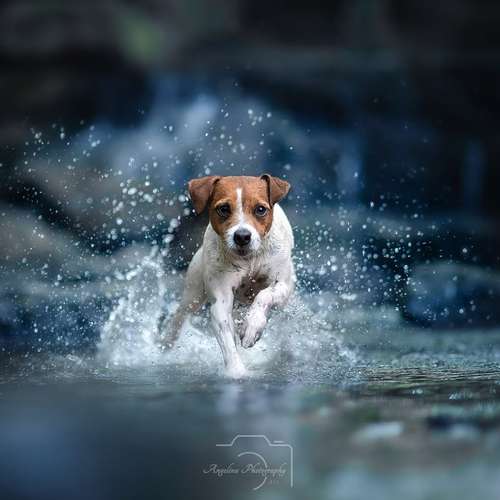Hundeauslaufgebiet-Angelina Photography Art-Bild