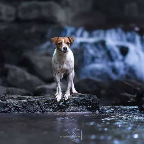 Hundeauslaufgebiet-Angelina Photography Art-Bild