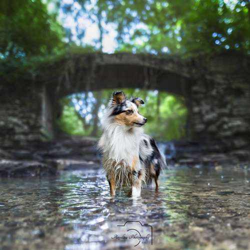 Hundeauslaufgebiet-Angelina Photography Art-Bild