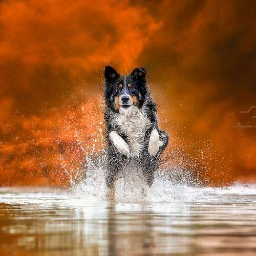 Hundeauslaufgebiet-Angelina Photography Art-Bild