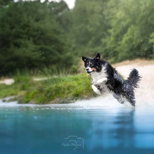 Hundeauslaufgebiet-Angelina Photography Art-Bild